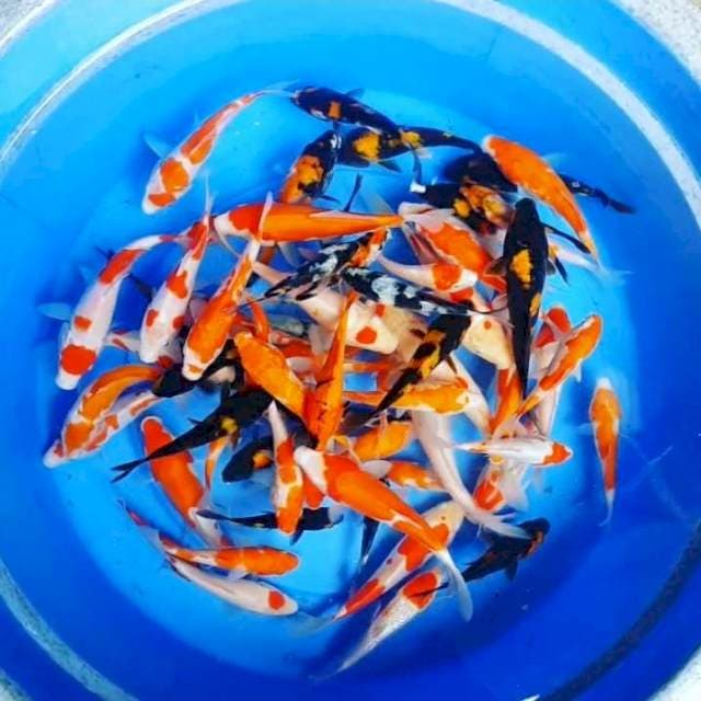 65Ekor Mix Kohaku Showa