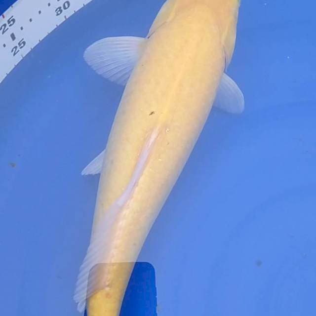Karashi jumbo 40 cm