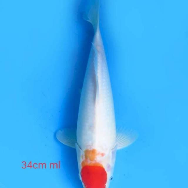 Tancho 34 cm ml