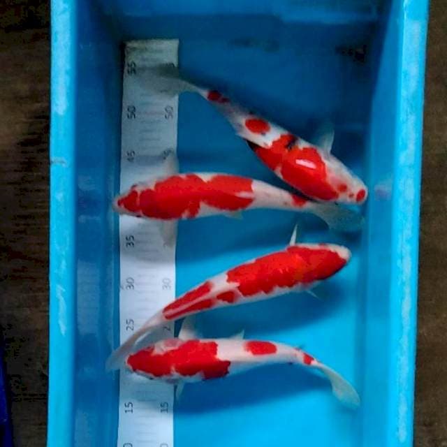 29-34cm
