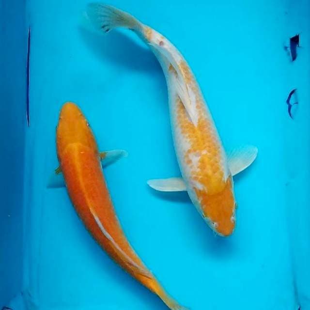 37&40cm