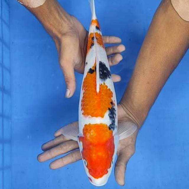 Showa 37cm