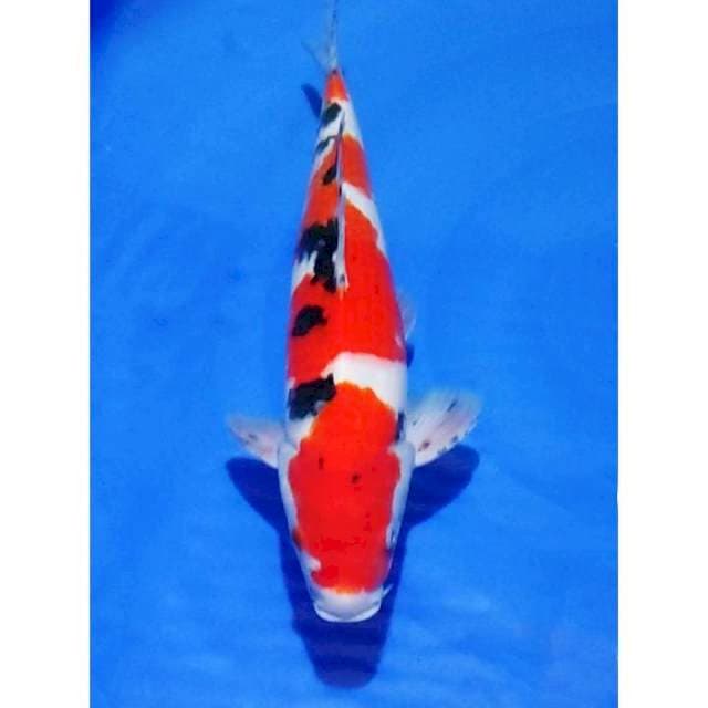 HQ Sanke 3 Step Original 35cm (F) 