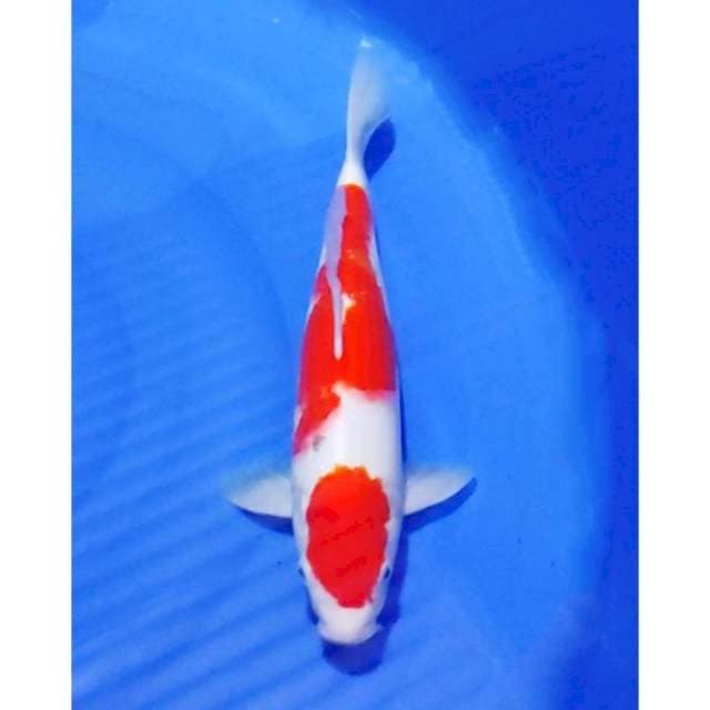 Maruten Original Sanke 33cm (M) 