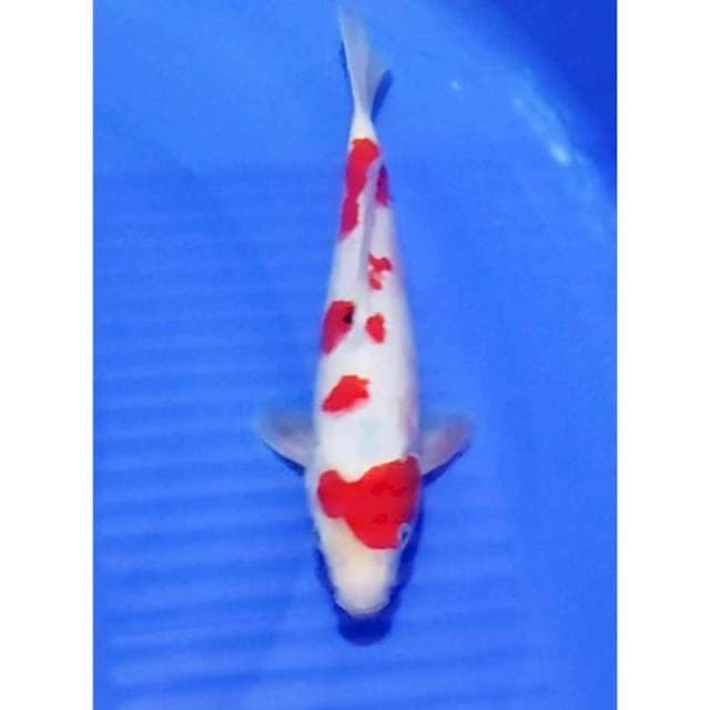 Sakura Strong Sanke Original 28cm (M)
