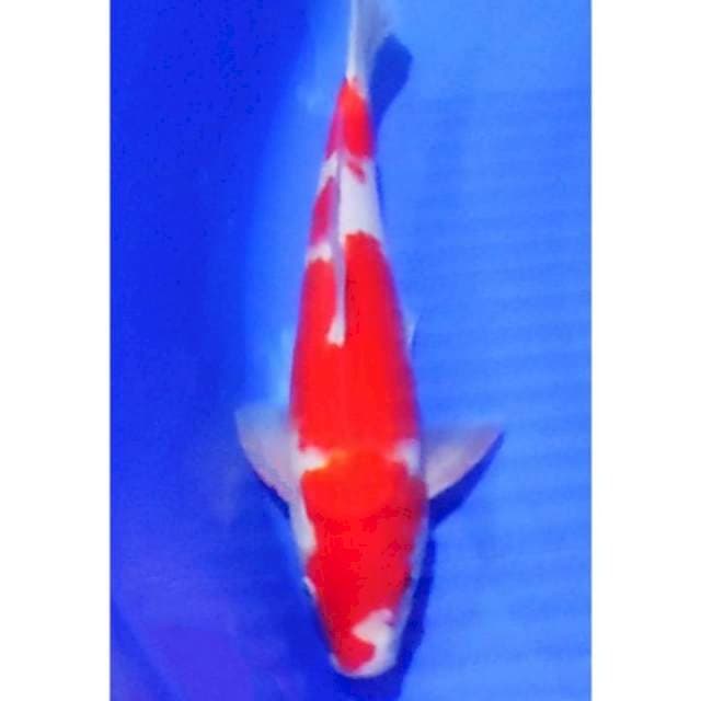 Strong Kohaku Original 32cm (M) 