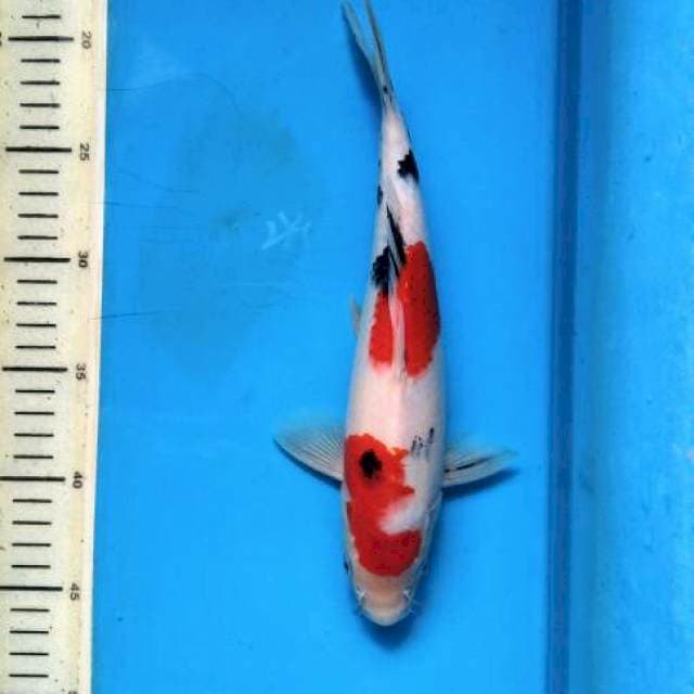 Sanke jantan Tategoi 25cm