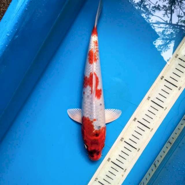 Hikarimoyo 32cm
