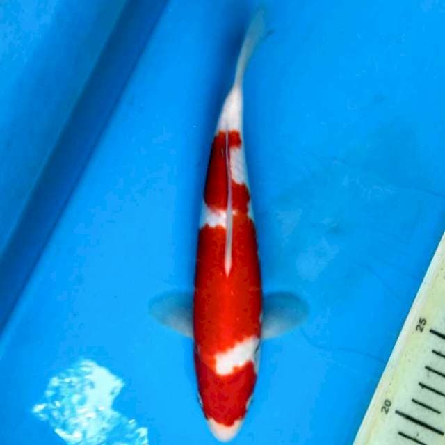Kohaku F1 matsue bloodline 