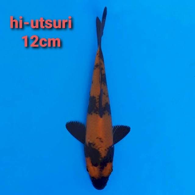 F1 hi-utsuri 12cm HQ
