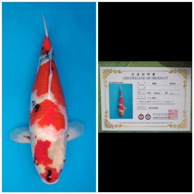 Ogata Jumbo Female Showa