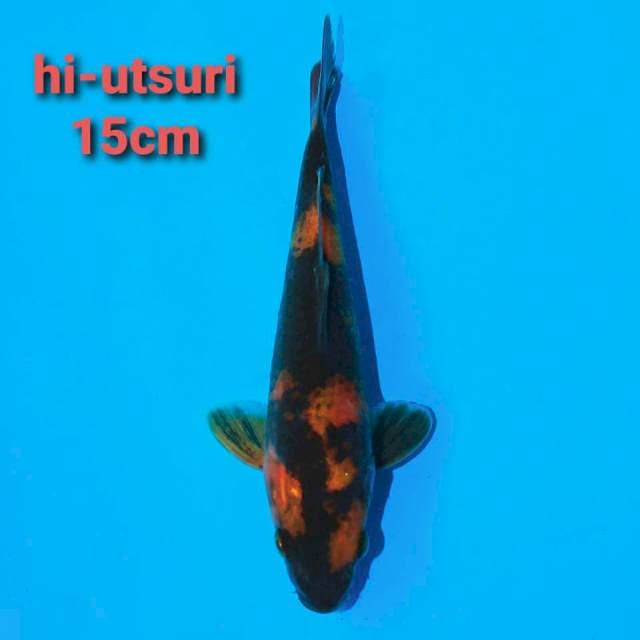 F1 hi-utsuri 15cm