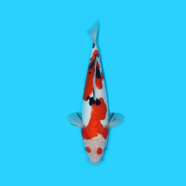 DOITSU DOBLE MARU UNIQUE