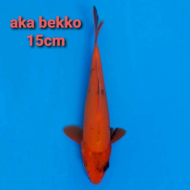 F1 aka-bekko 15cm