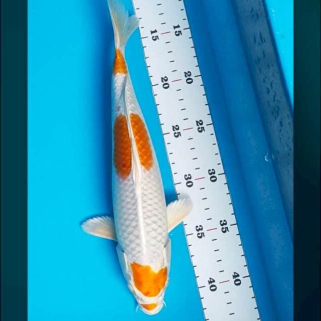 Hariwake jos 30cm