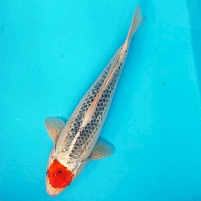 Tancho goshiki 29cm male