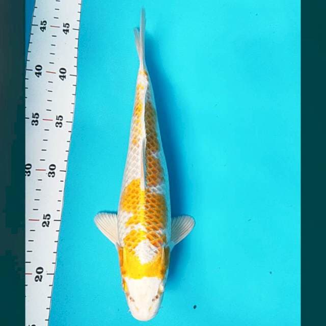 Hariwake 30cm male