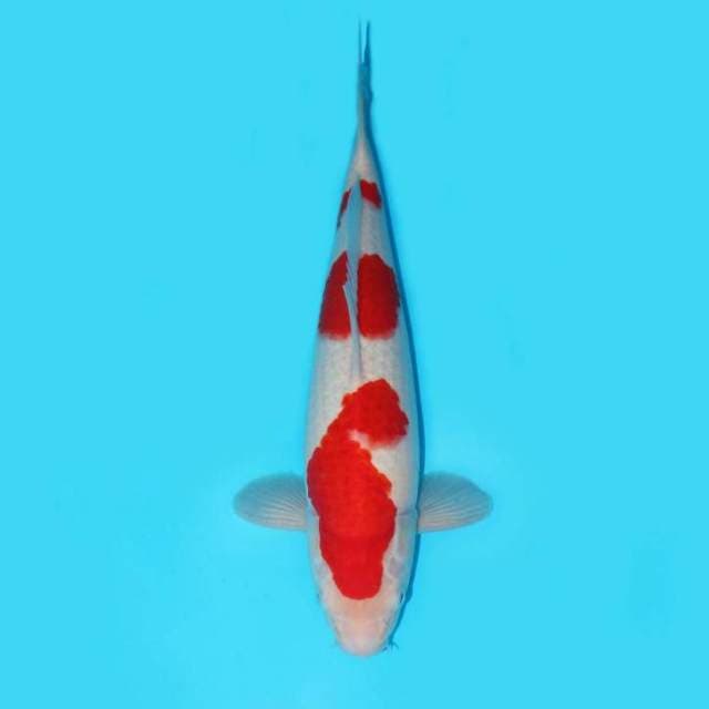 KOHAKU GOOD QUALITY