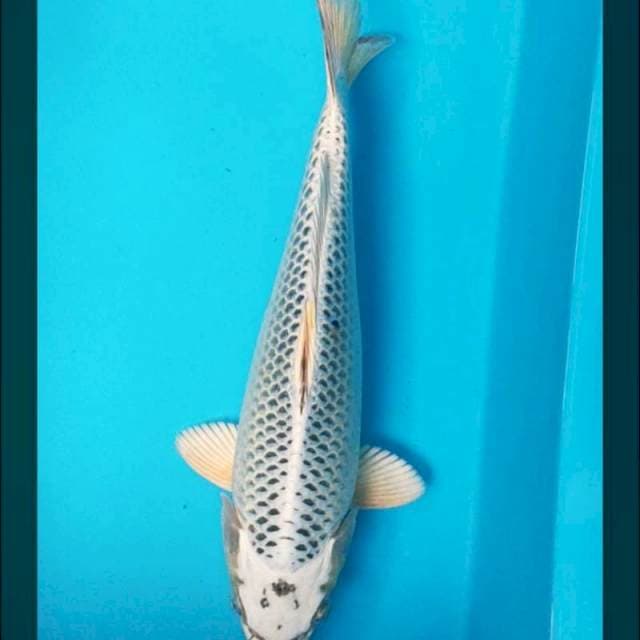 Gin matsuba bulky 33bu male