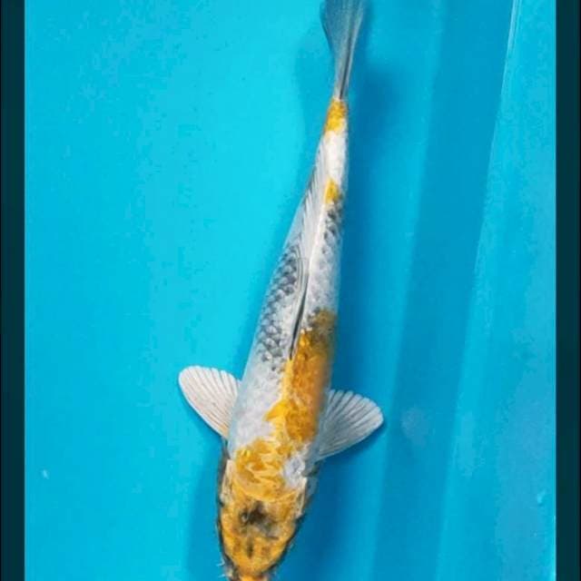 Kin showa 24cm