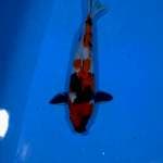 SHOWA SANSOKU 26CM