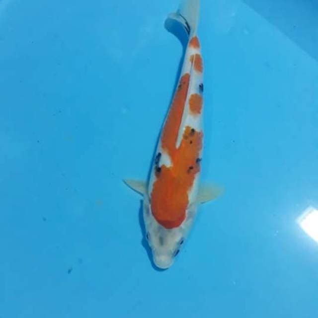 SHOWA TATEGOI 29CM
