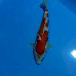 SHOWA TATEGOI 29CM