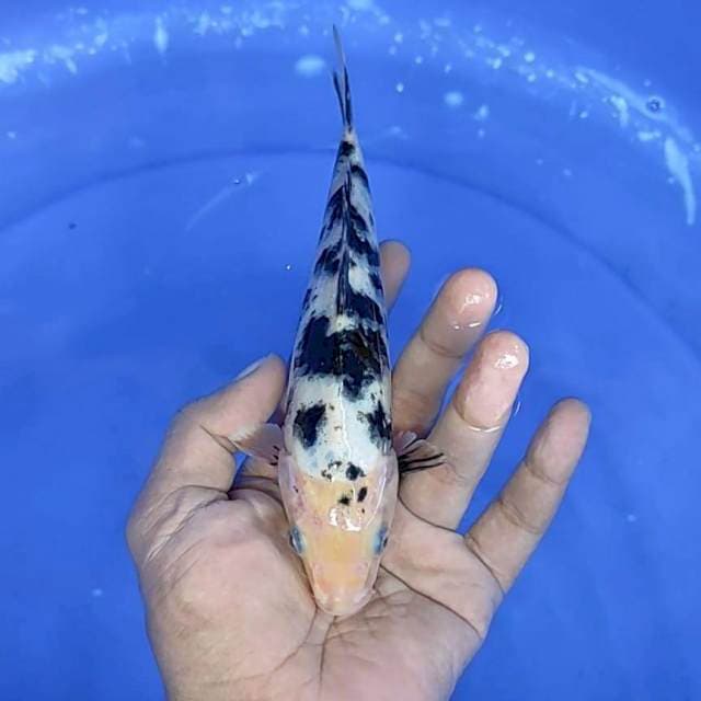bekko 19 cm