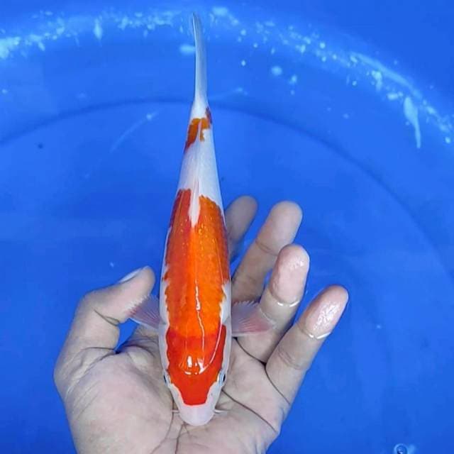 kuhaku 21 cm 