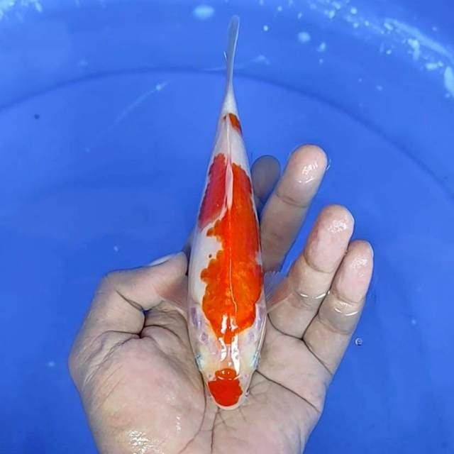 kuhaku 18 cm