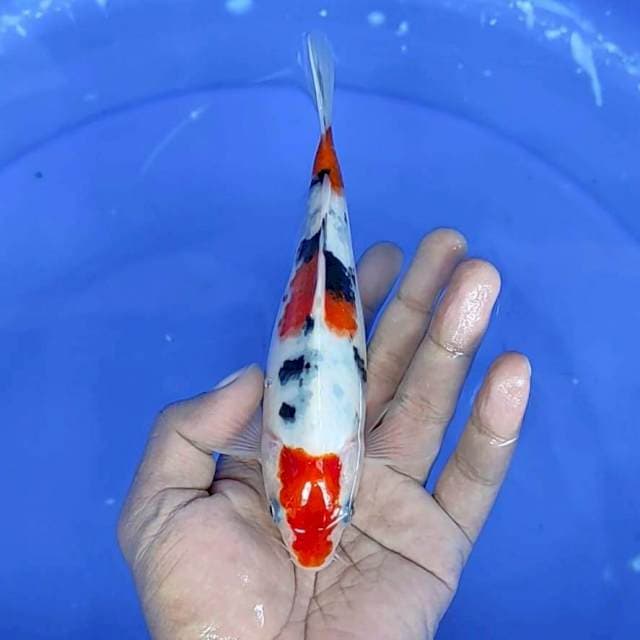 sanke : 18 cm