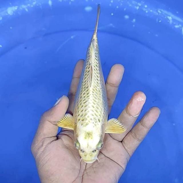 mukasi gindrin : 30 cm