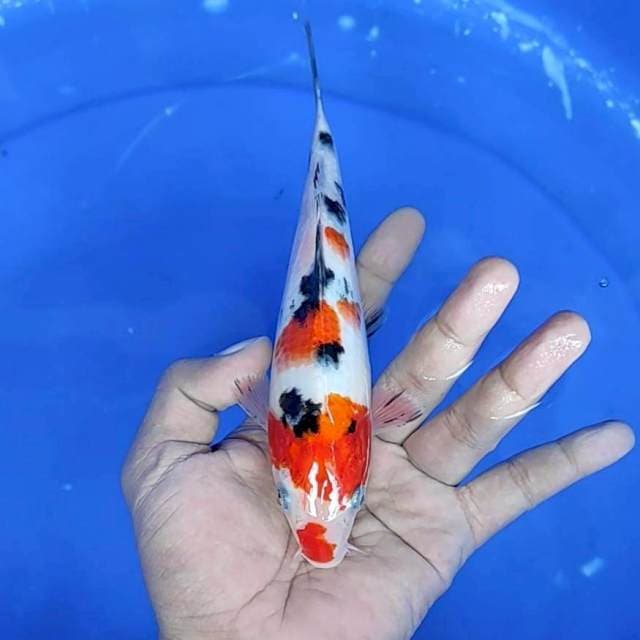sanke : 19 cm 