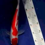 Kohaku 32 cm
