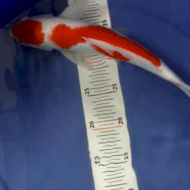 Kohaku 32 cm