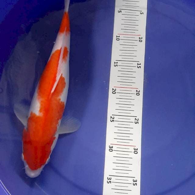 Kohaku female 34cm