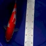 Kohaku female 34cm