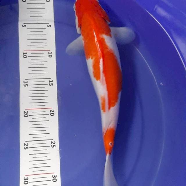 Kohaku female 34cm