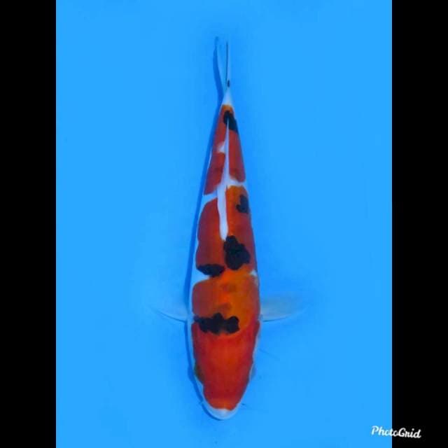 Sanke Doitsu Murni , 19cm