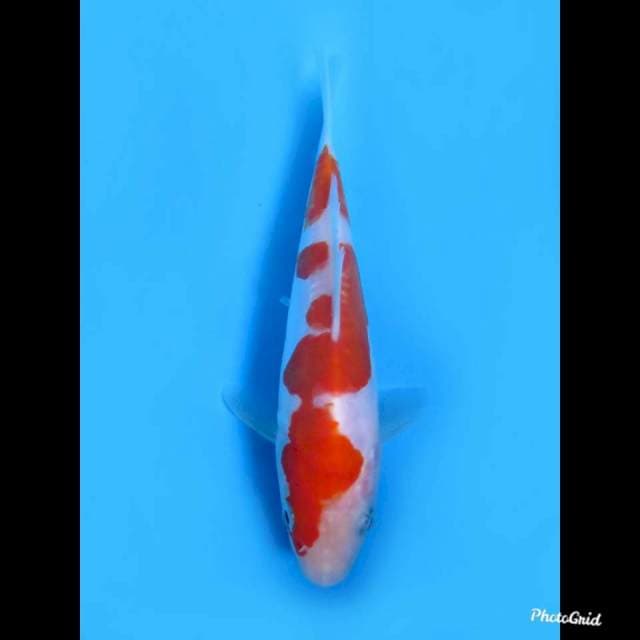 Ori Kohaku Doitsu Murni , 15cm 