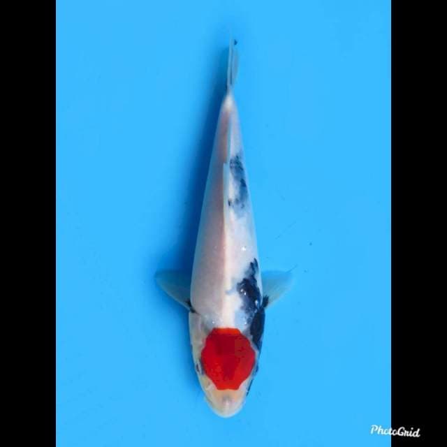 Tancho Showa Ori , 22cm 