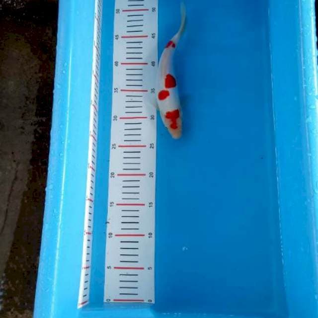 Doitsu kohaku merah merona