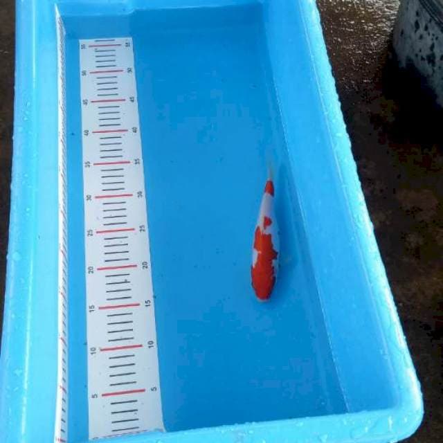 Doitsu kohaku merah merona