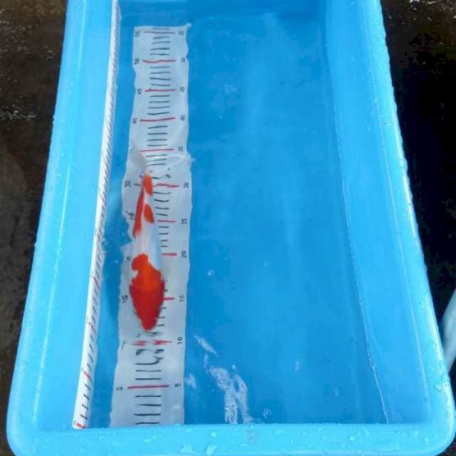 Doitsu kohaku merah merona