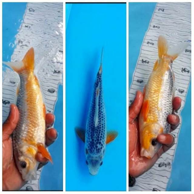 Asagi 24cm