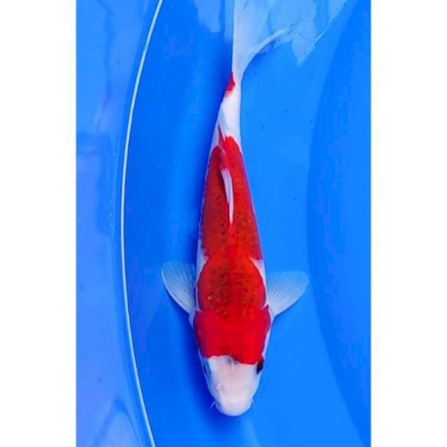 HQ Steong 2Step Ai Goromo Original 27cm