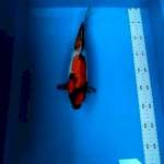 Showa 30cm