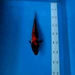 Showa 25cm