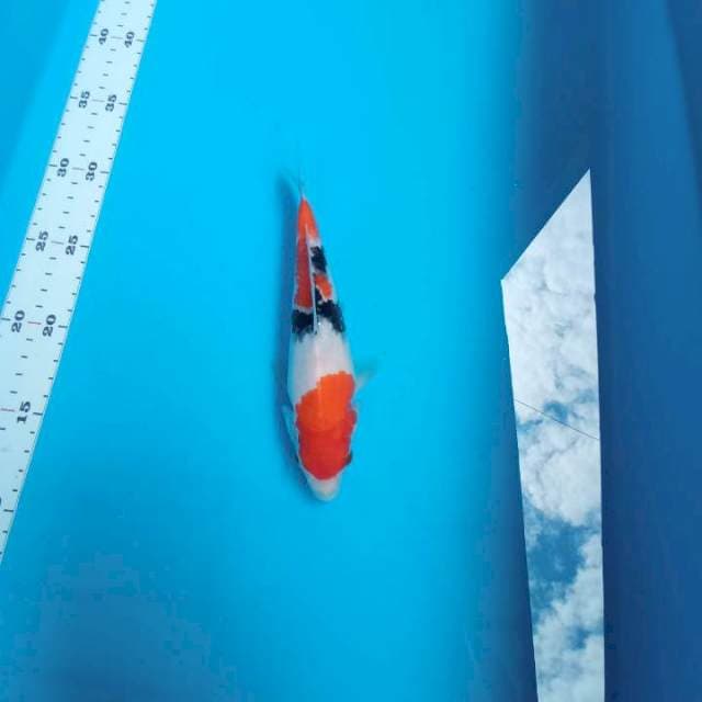 Showa 20cm
