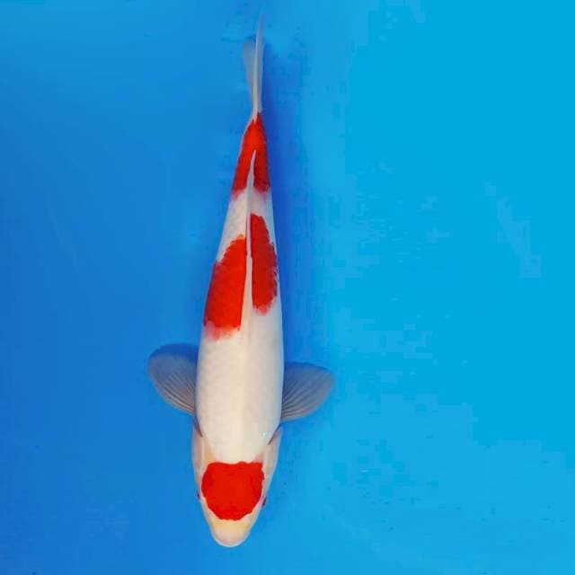 ATAKA 9 - Mariten Kohaku ®